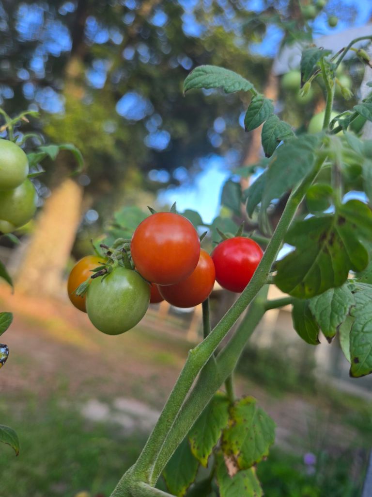 20250624_1814234726959164981026815